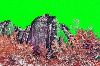 L 019C